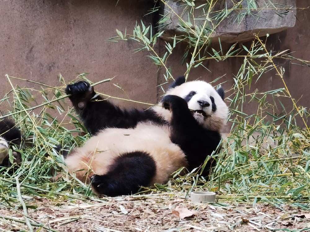 Chengdu Research Base of Giant Panda Breeding Announcement for Orderly Reopening during the COVID-19