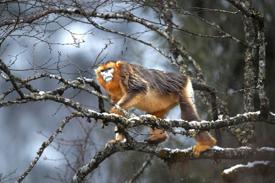 More than 100 rare Sichuan golden snub-nosed monkeys found playing in snow